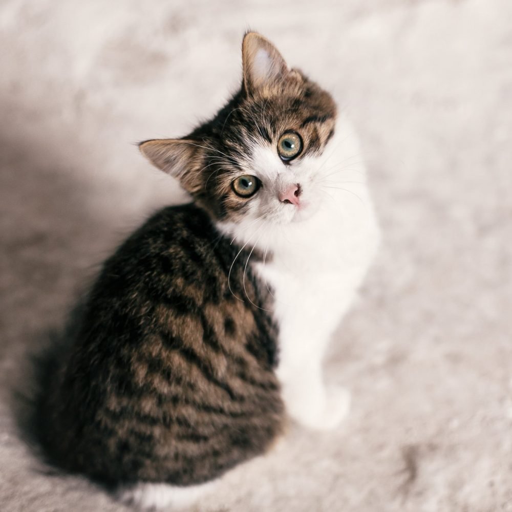 cute-scared-tabby-kitten-with-sweet-looking-eyes-walking-in-city-street.jpg cute-scared-tabby-kitten-with-sweet-looking-eyes-walking-in-city-street.jpg
